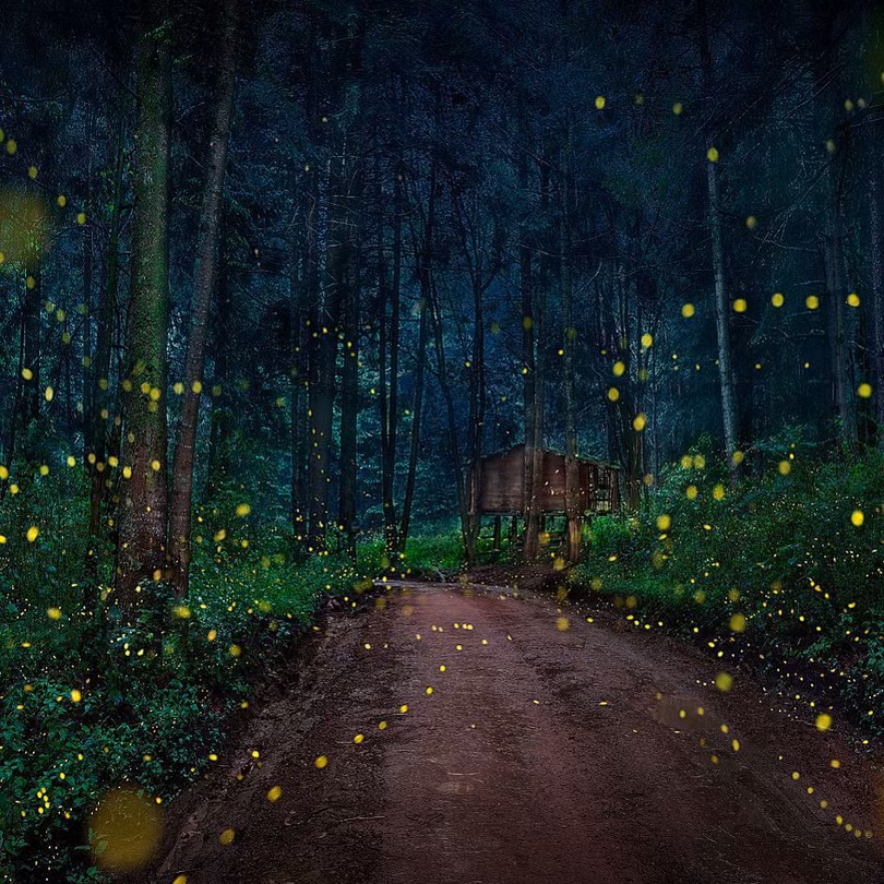 Vũ điệu ánh sáng ở khu bảo tồn đom đóm