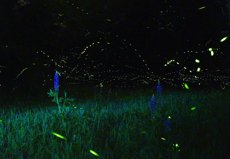 Vũ điệu ánh sáng ở khu bảo tồn đom đóm ảnh 6 Vũ điệu ánh sáng ở khu bảo tồn đom đóm