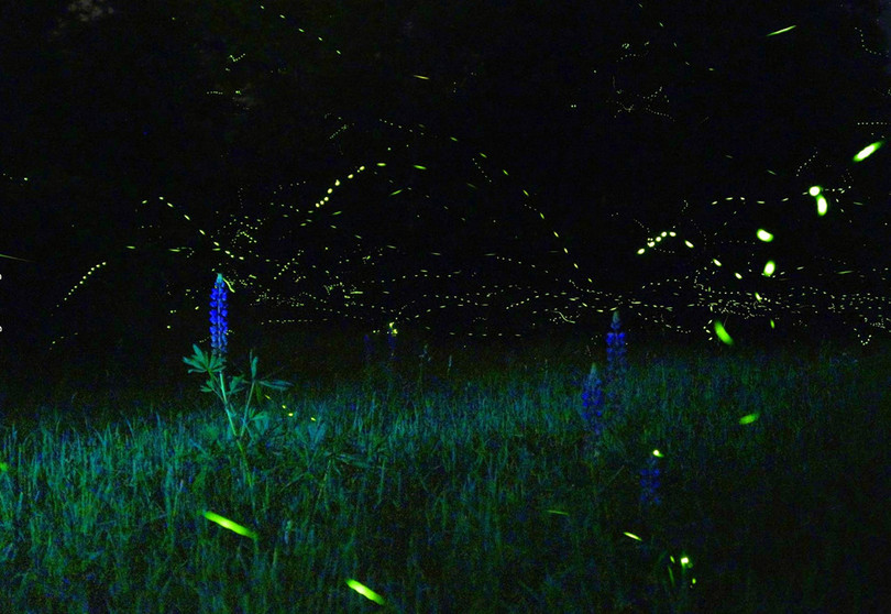 Vũ điệu ánh sáng ở khu bảo tồn đom đóm