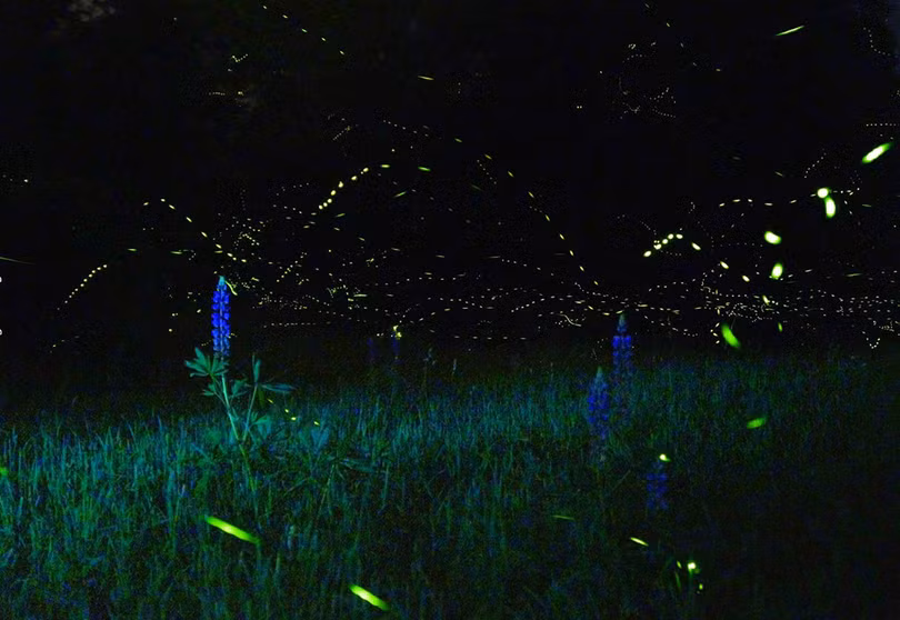 Vũ điệu ánh sáng ở khu bảo tồn đom đóm