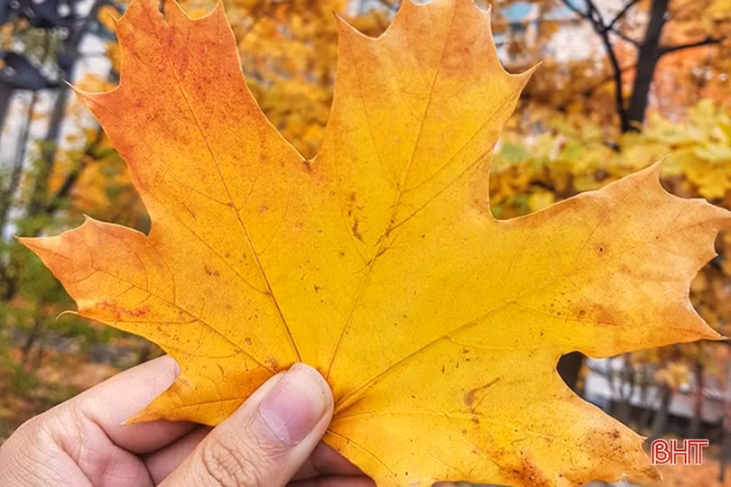 Mơ màng mùa thu vàng nước Nga dưới ống kính của du học sinh Hà Tĩnh