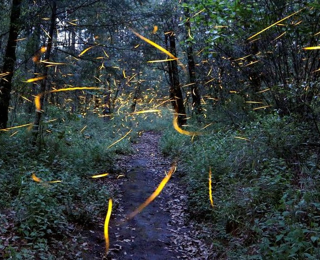 Vũ điệu ánh sáng ở khu bảo tồn đom đóm