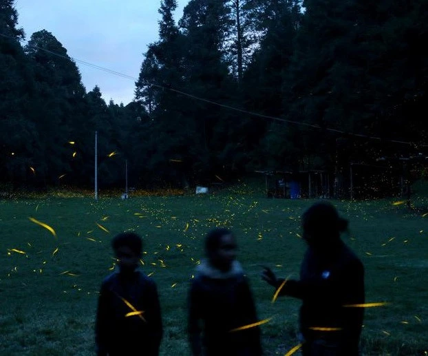 Vũ điệu ánh sáng ở khu bảo tồn đom đóm ảnh 11 Vũ điệu ánh sáng ở khu bảo tồn đom đóm