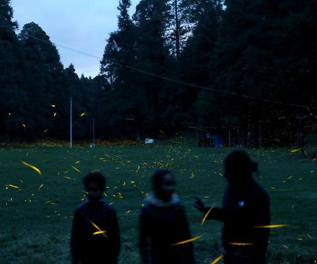 Vũ điệu ánh sáng ở khu bảo tồn đom đóm