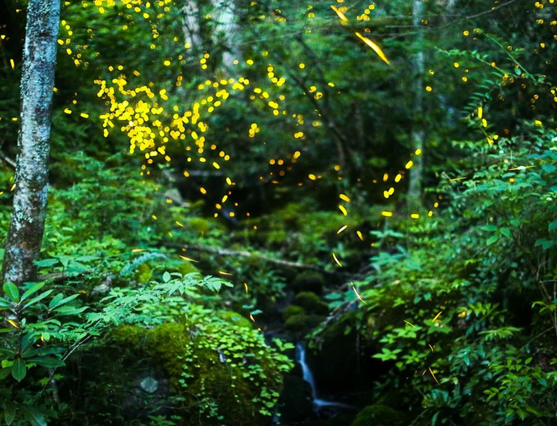 Vũ điệu ánh sáng ở khu bảo tồn đom đóm