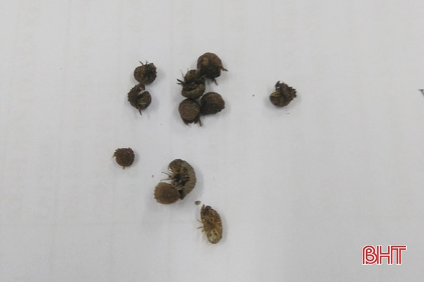 Hà Tĩnh mời chuyên gia tìm phương án xử lý sinh vật “lạ” phá rừng ngập mặn