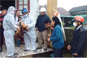 Tiêm vắc - xin là biện pháp hữu hiệu để phòng bệnh cho đàn gia súc, gia cầm
