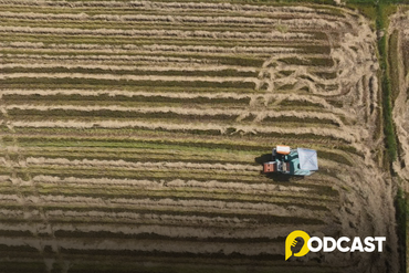 Podcast tản văn: Nhớ mùa gặt quê tôi