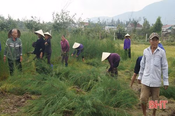 Người dân vùng biển Kỳ Anh khôi phục vành đai xanh chắn sóng