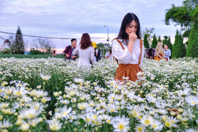 Tháng 11, ta có hẹn với... cúc họa mi