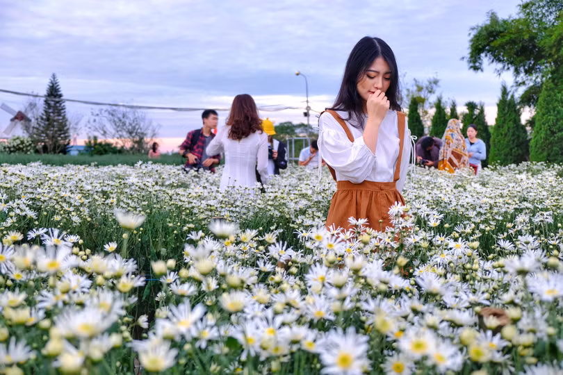 Tháng 11, ta có hẹn với... cúc họa mi