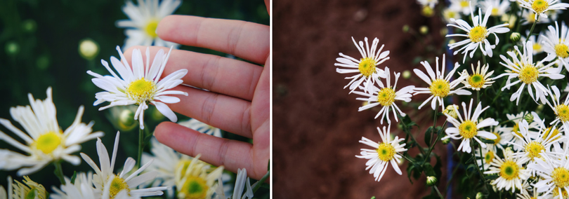 Tháng 11, ta có hẹn với... cúc họa mi