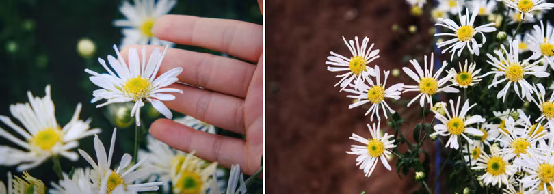 Tháng 11, ta có hẹn với... cúc họa mi