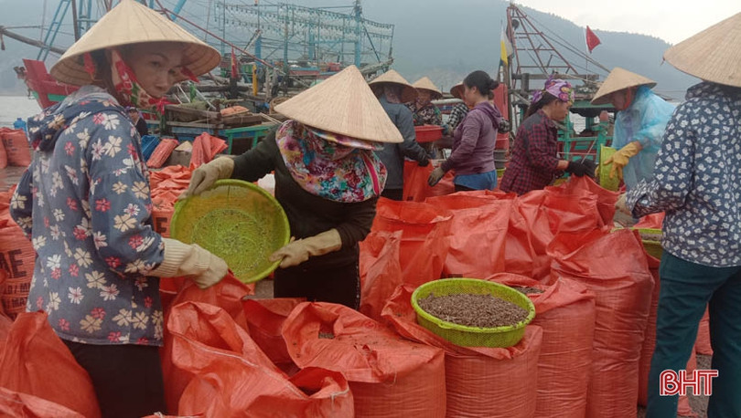 Container nối hàng dài vào “ăn” sò bì tại cảng Cửa Sót