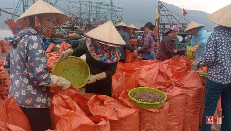 Container nối hàng dài vào “ăn” sò bì tại cảng Cửa Sót