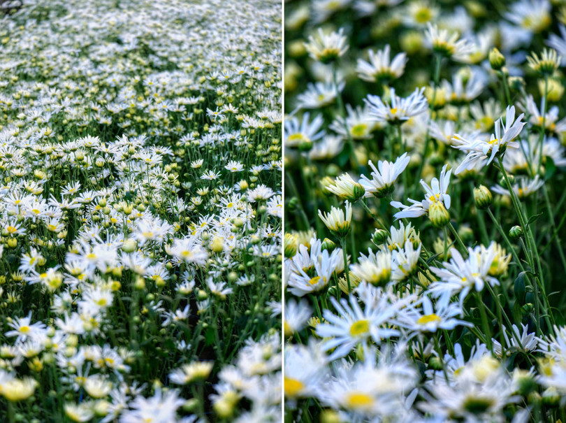 Tháng 11, ta có hẹn với... cúc họa mi