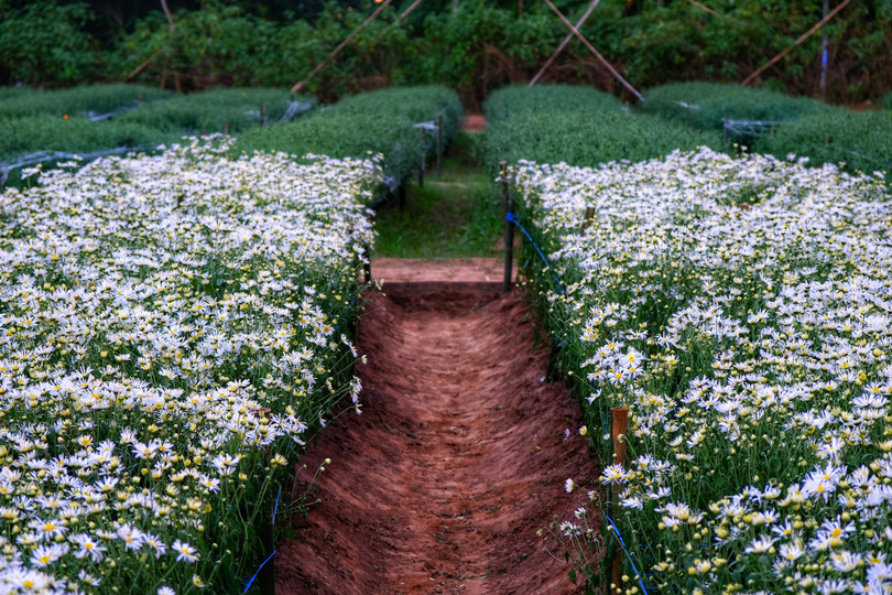 Tháng 11, ta có hẹn với... cúc họa mi