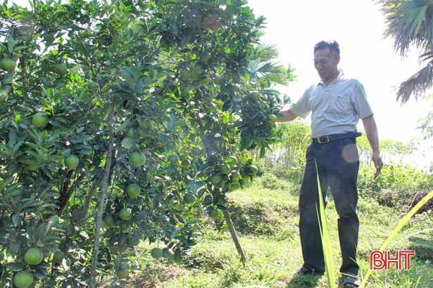 Người dân xứ cam bù Hà Tĩnh ước thu 375 tỷ đồng từ cây cam