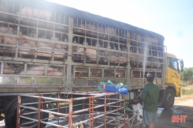 Giá lợn hơi tăng “phi mã”, nhiều trang trại lớn ở Hà Tĩnh chờ “hốt bạc”!