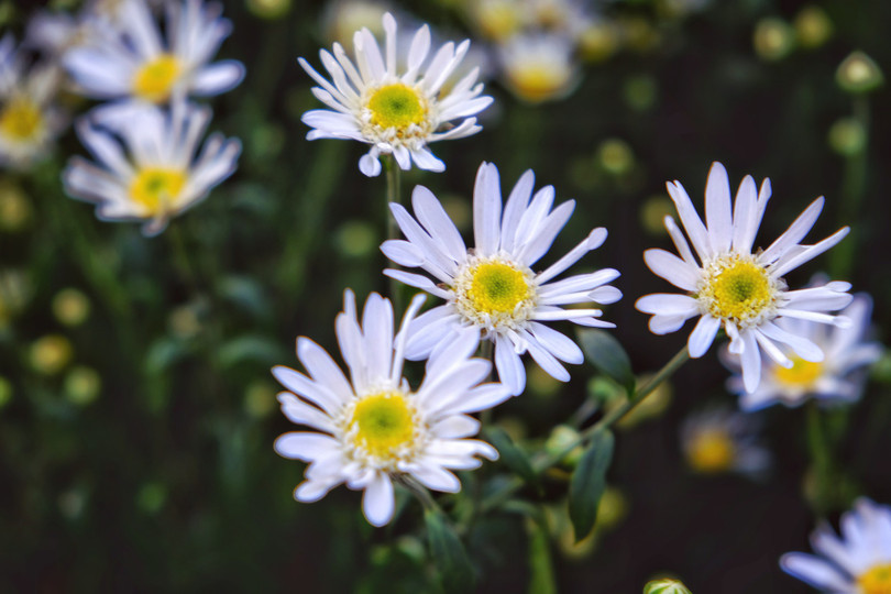 Tháng 11, ta có hẹn với... cúc họa mi