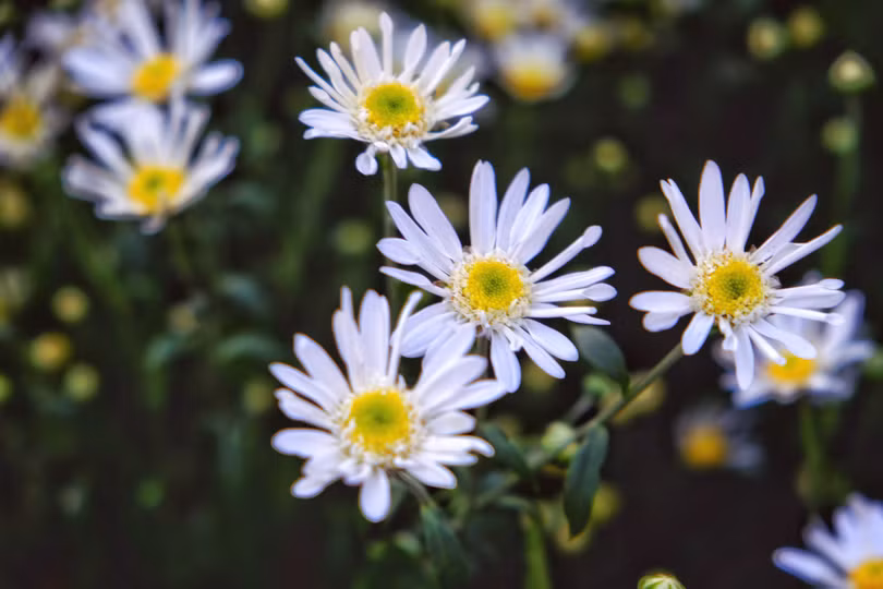 Tháng 11, ta có hẹn với... cúc họa mi