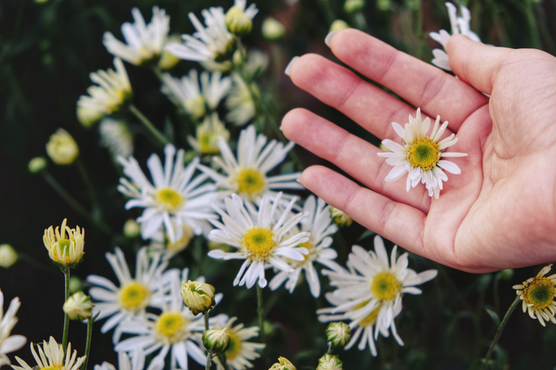 Tháng 11, ta có hẹn với... cúc họa mi