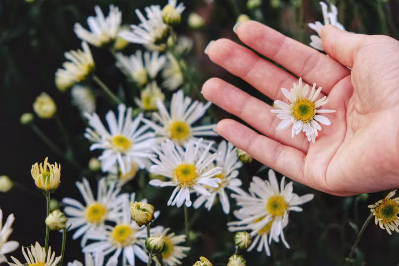 Tháng 11, ta có hẹn với... cúc họa mi