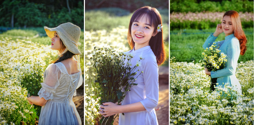 Tháng 11, ta có hẹn với... cúc họa mi