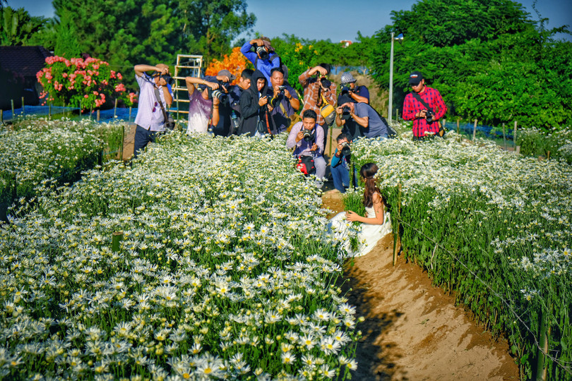 Tháng 11, ta có hẹn với... cúc họa mi