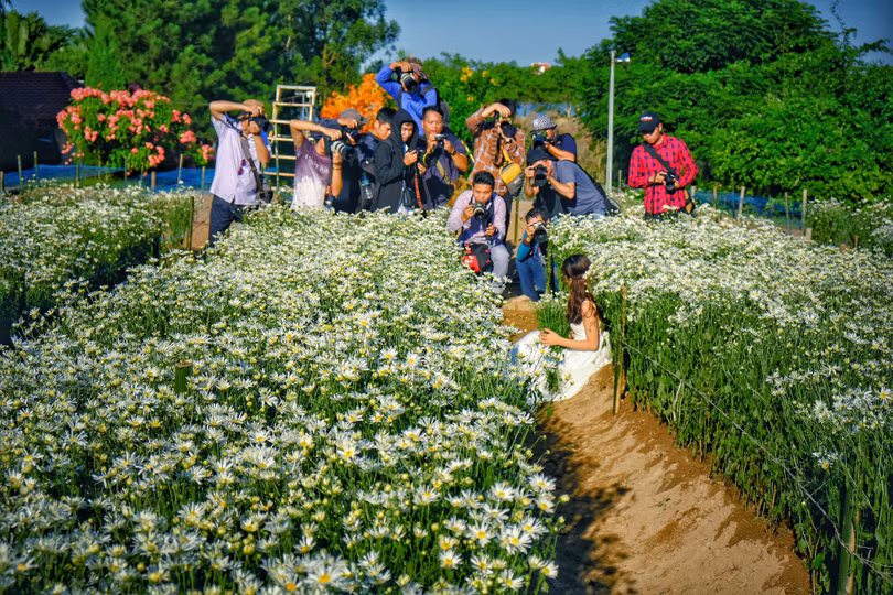 Tháng 11, ta có hẹn với... cúc họa mi