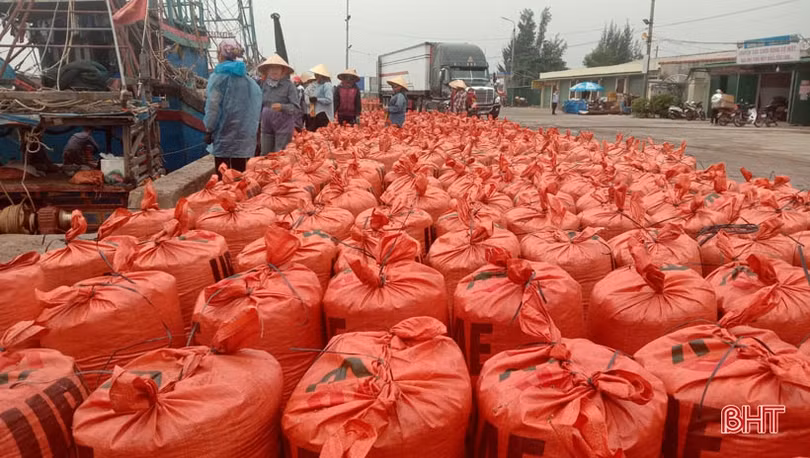 Container nối hàng dài vào “ăn” sò bì tại cảng Cửa Sót