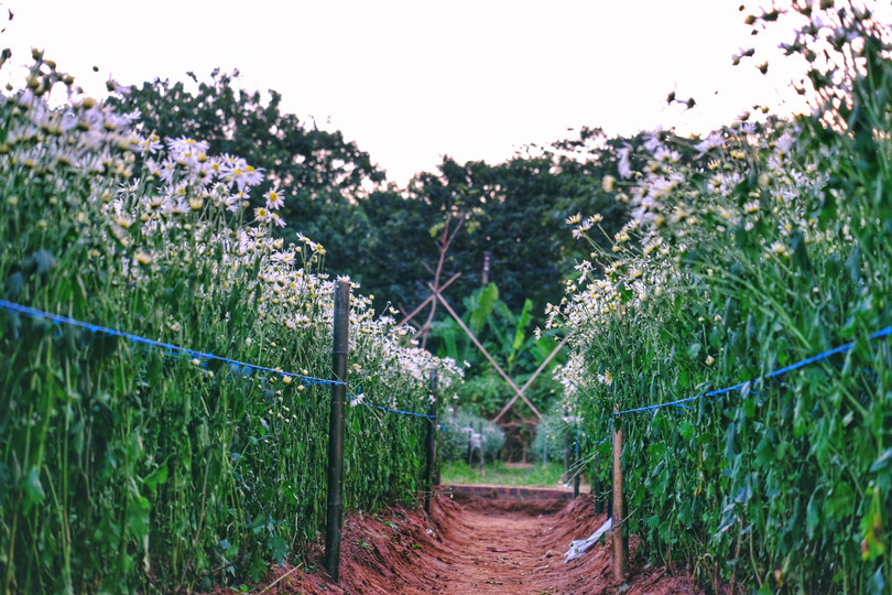 Tháng 11, ta có hẹn với... cúc họa mi