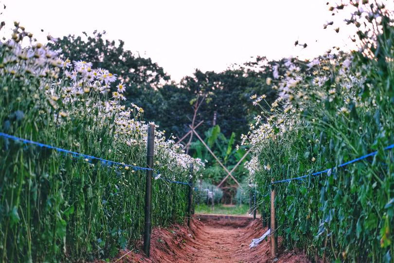 Tháng 11, ta có hẹn với... cúc họa mi
