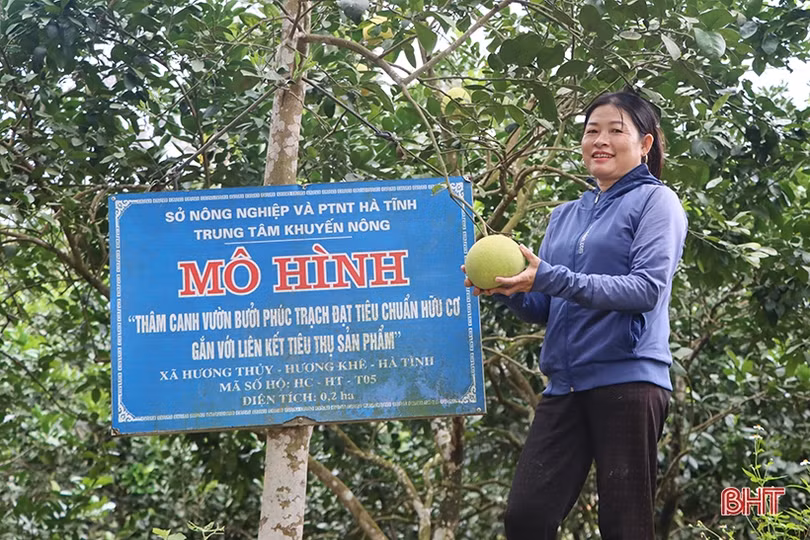 Nông dân Hà Tĩnh bắt nhịp xu hướng sản xuất nông nghiệp hữu cơ trên cây ăn quả