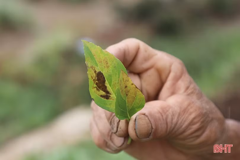 Nông dân Hà Tĩnh tốc lực “cứu” rau màu sau mưa lớn