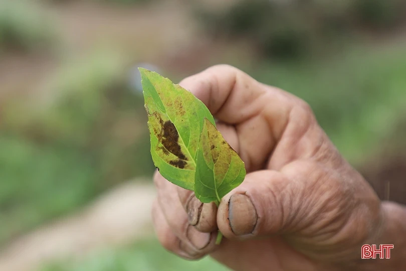 Nông dân Hà Tĩnh tốc lực “cứu” rau màu sau mưa lớn