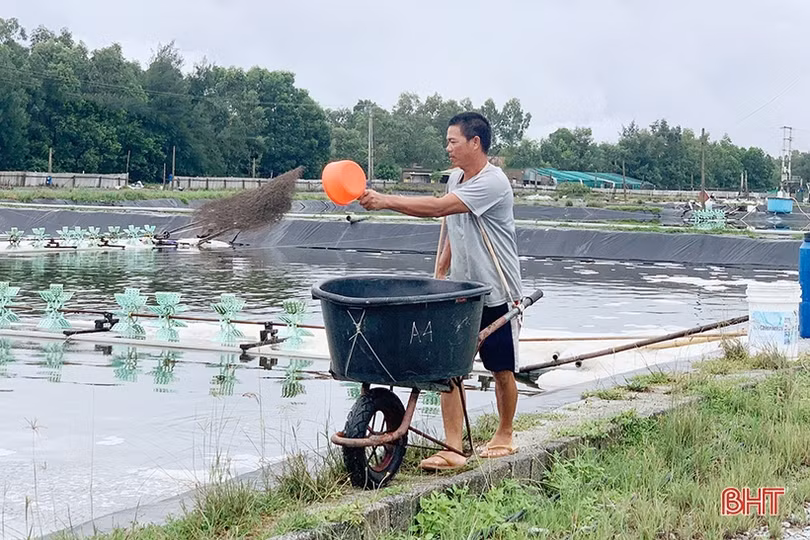 Người nuôi phòng ngừa dịch bệnh cho tôm sau mưa lớn