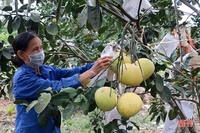 Nông dân Thượng Lộc thu khoảng 17 tỷ đồng từ bưởi