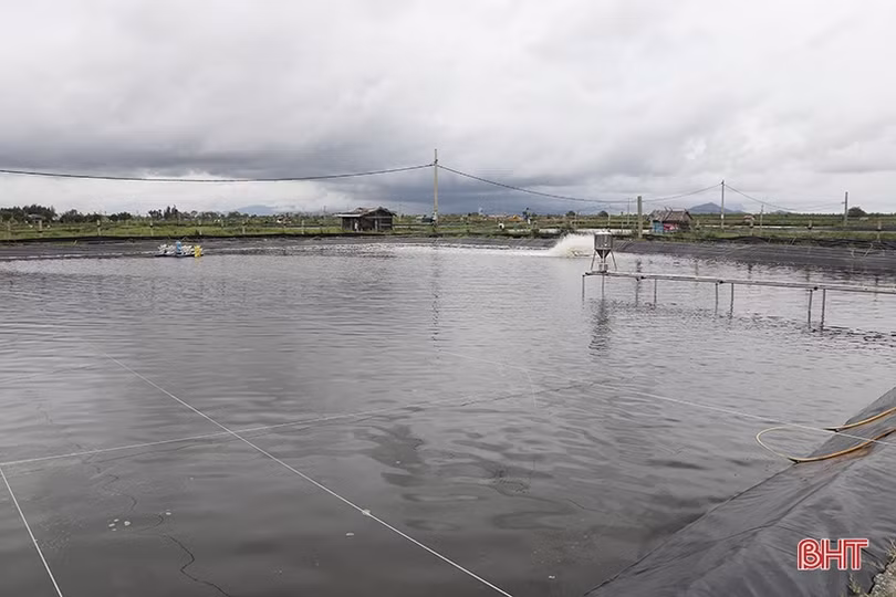 Người nuôi phòng ngừa dịch bệnh cho tôm sau mưa lớn