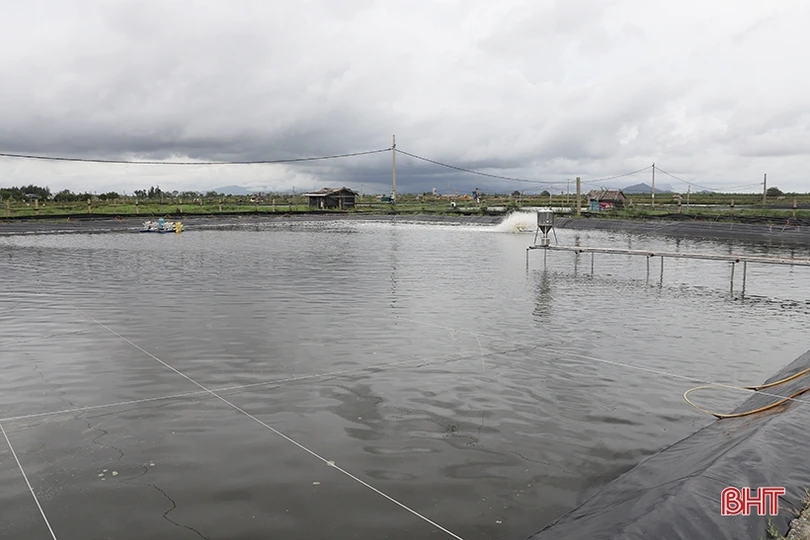 Người nuôi phòng ngừa dịch bệnh cho tôm sau mưa lớn