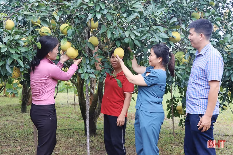 Nông dân Hà Tĩnh bắt nhịp xu hướng sản xuất nông nghiệp hữu cơ trên cây ăn quả