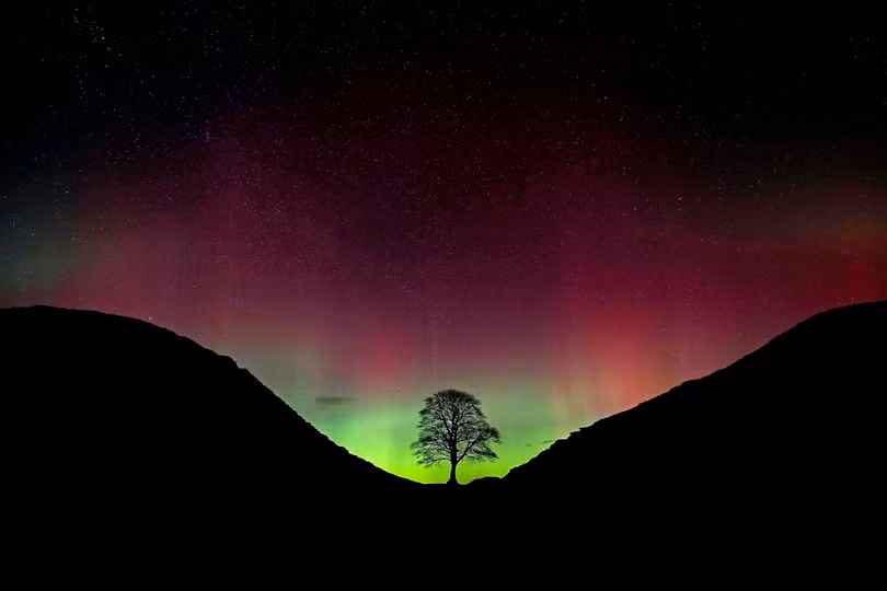 Cây Robin Hood 300 năm tuổi bị chặt trộm