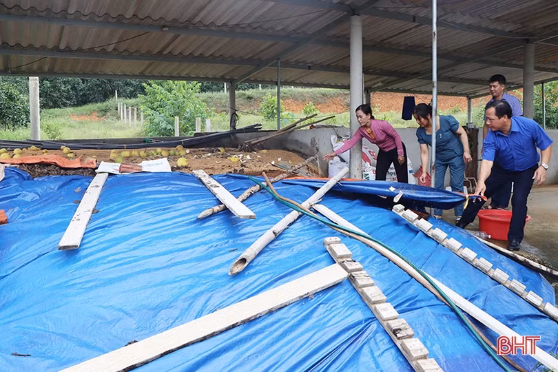 Nông dân Hà Tĩnh bắt nhịp xu hướng sản xuất nông nghiệp hữu cơ trên cây ăn quả