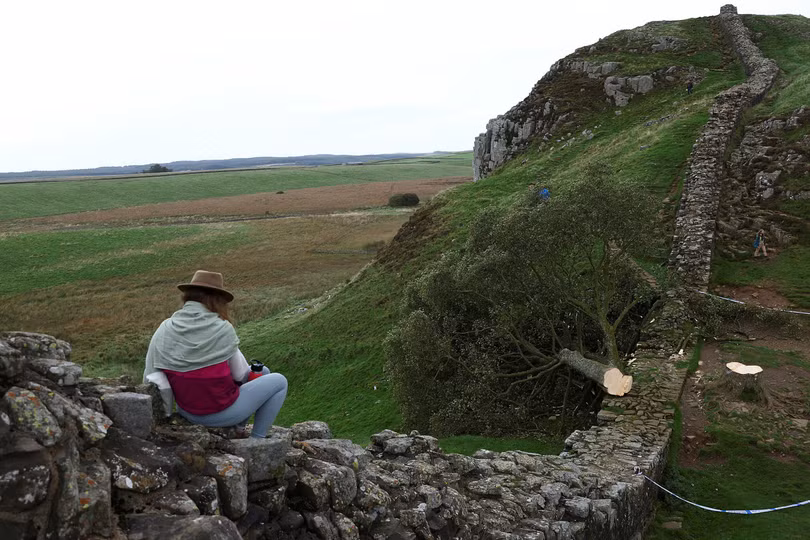 Cây Robin Hood 300 năm tuổi bị chặt trộm