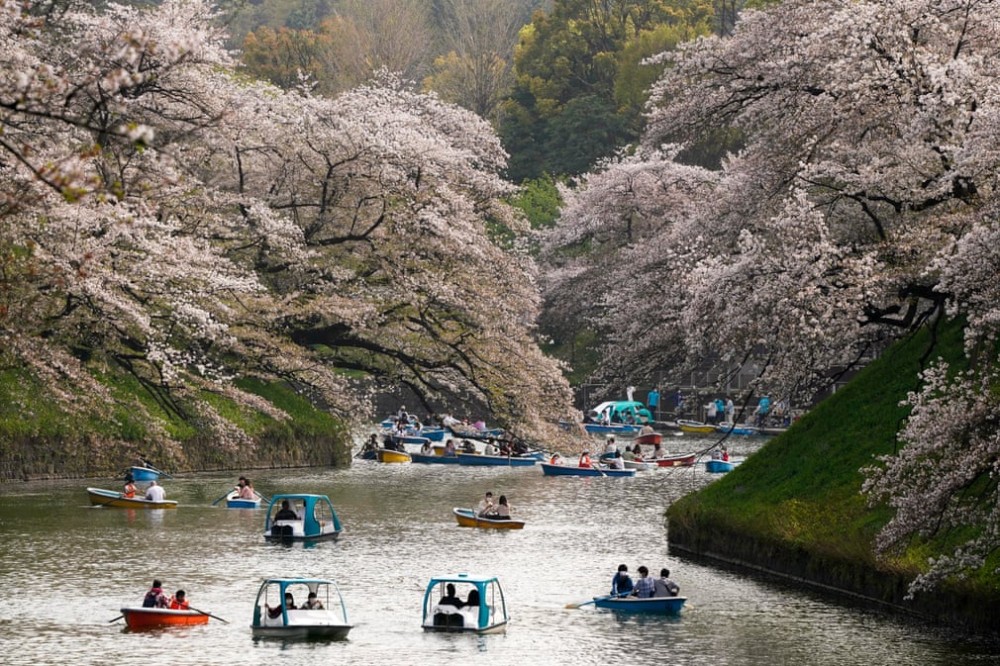 Đắm chìm trong mùa hoa anh đào nở rộ tại Nhật Bản