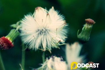 Podcast tản văn: Nhớ một loài hoa báo Tết