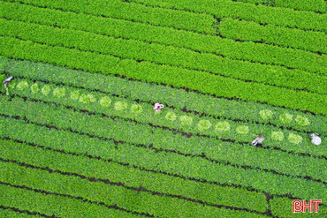 Vẻ đẹp tiềm ẩn của du lịch nông thôn Hà Tĩnh