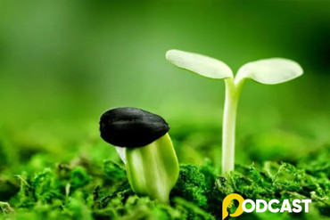 Podcast truyện ngắn “Hạt giống mang điều ước”