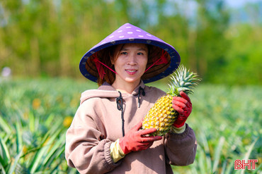 Niềm vui trên những cánh đồng dứa liên kết ở Hà Tĩnh