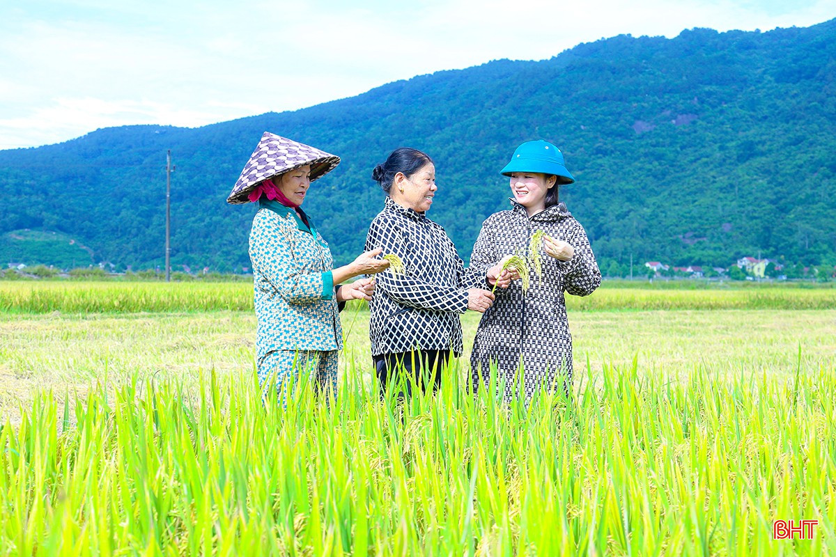 Xuan Linh Commune (Nghi Xuan) puts into use high-yield rice varieties. bqbht_br_img-3203.jpg